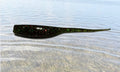 Laguna Green Straight Tail